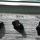 Randall Kirk Hammett KH103 (proto)
