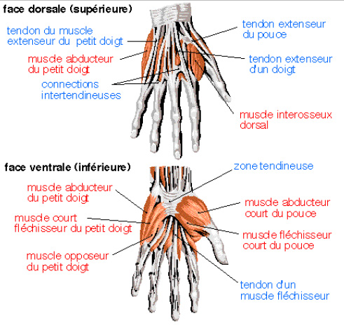 Partition 2 - Un peu d'anatomie