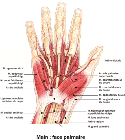 Partition 1 - Anatomie de la main