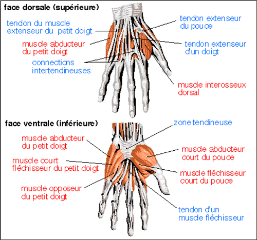 Partition 2 - Anatomie de la main