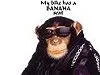 MonkeyRocker