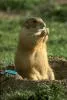 marmotjoy