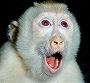 crazymonkey75