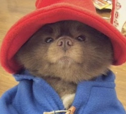 Tof the F*up guy