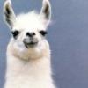 Llama