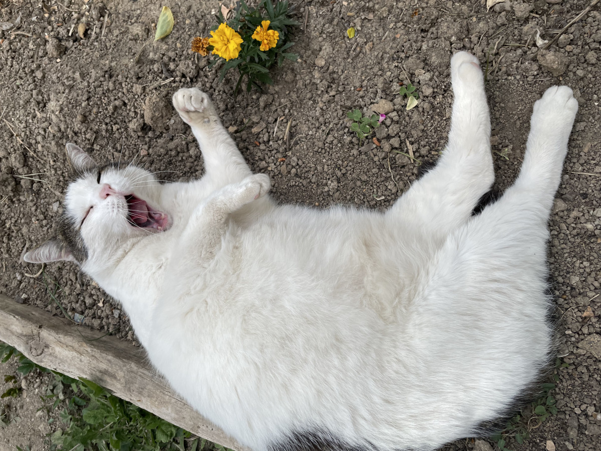 Gros gras