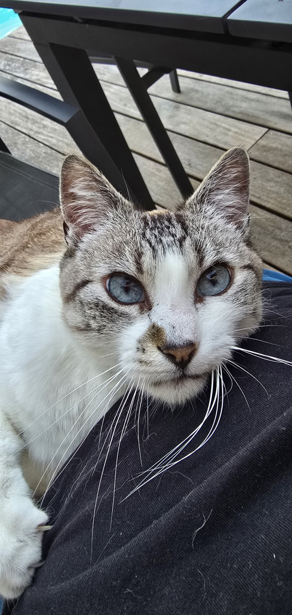 Léo