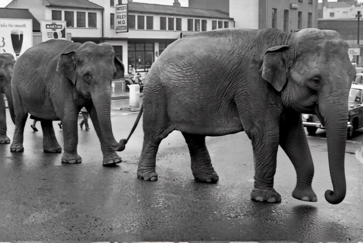 Parade des éléphants